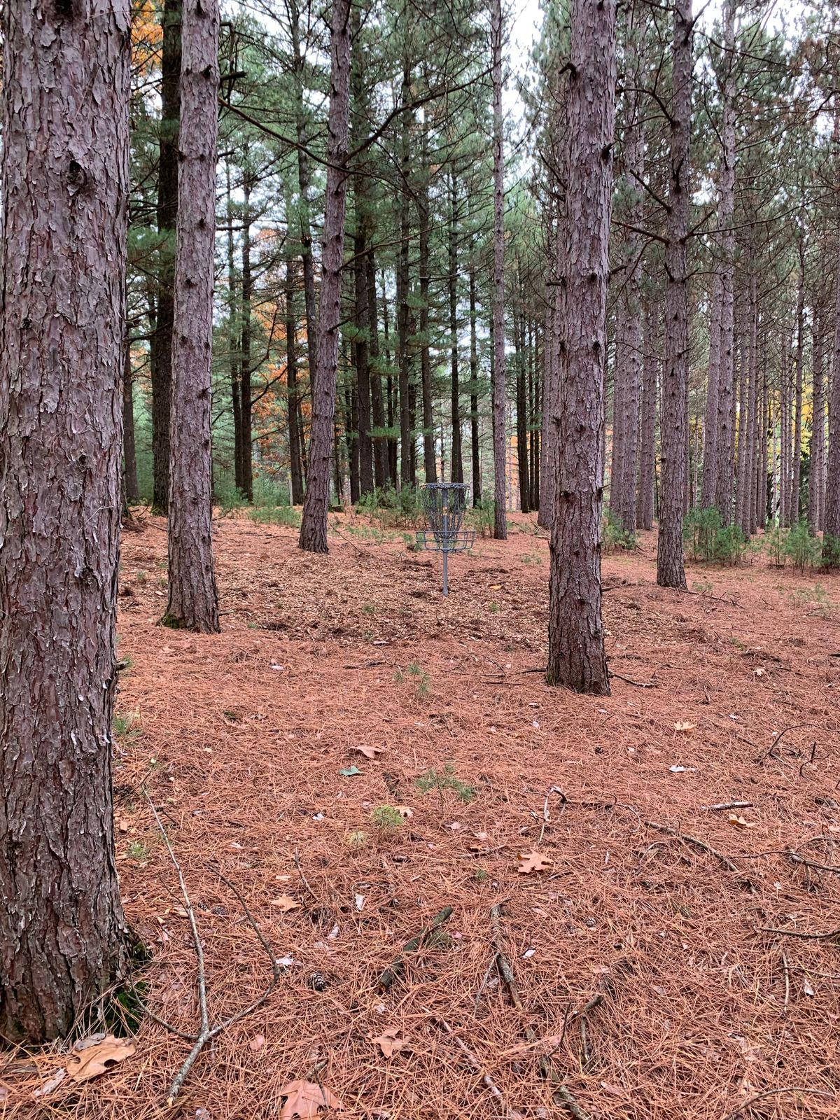 Hole 4 basket (shared with hole 10)