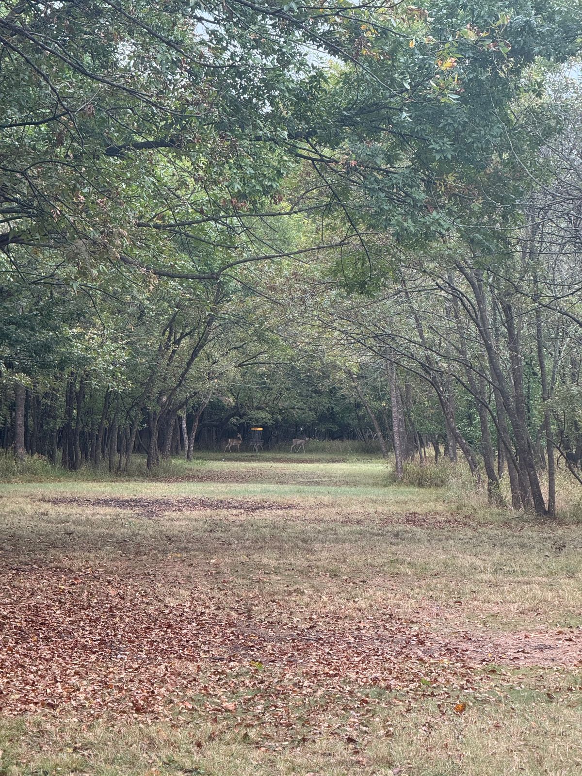 Hole 12 fairway