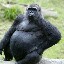 junglejim