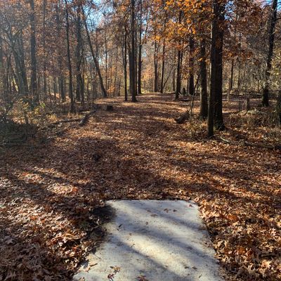 Hole 11 - Pro Tee