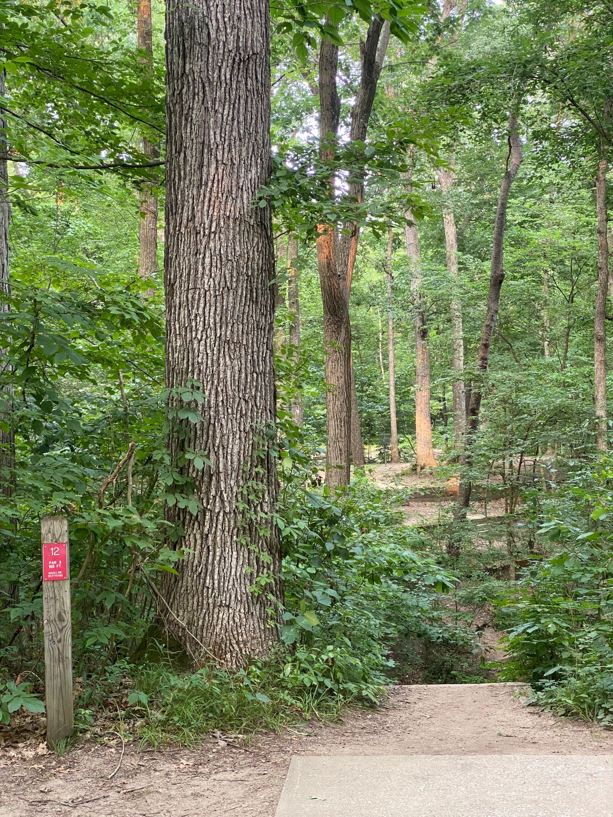 Hole 12 tee overlooking a ravine