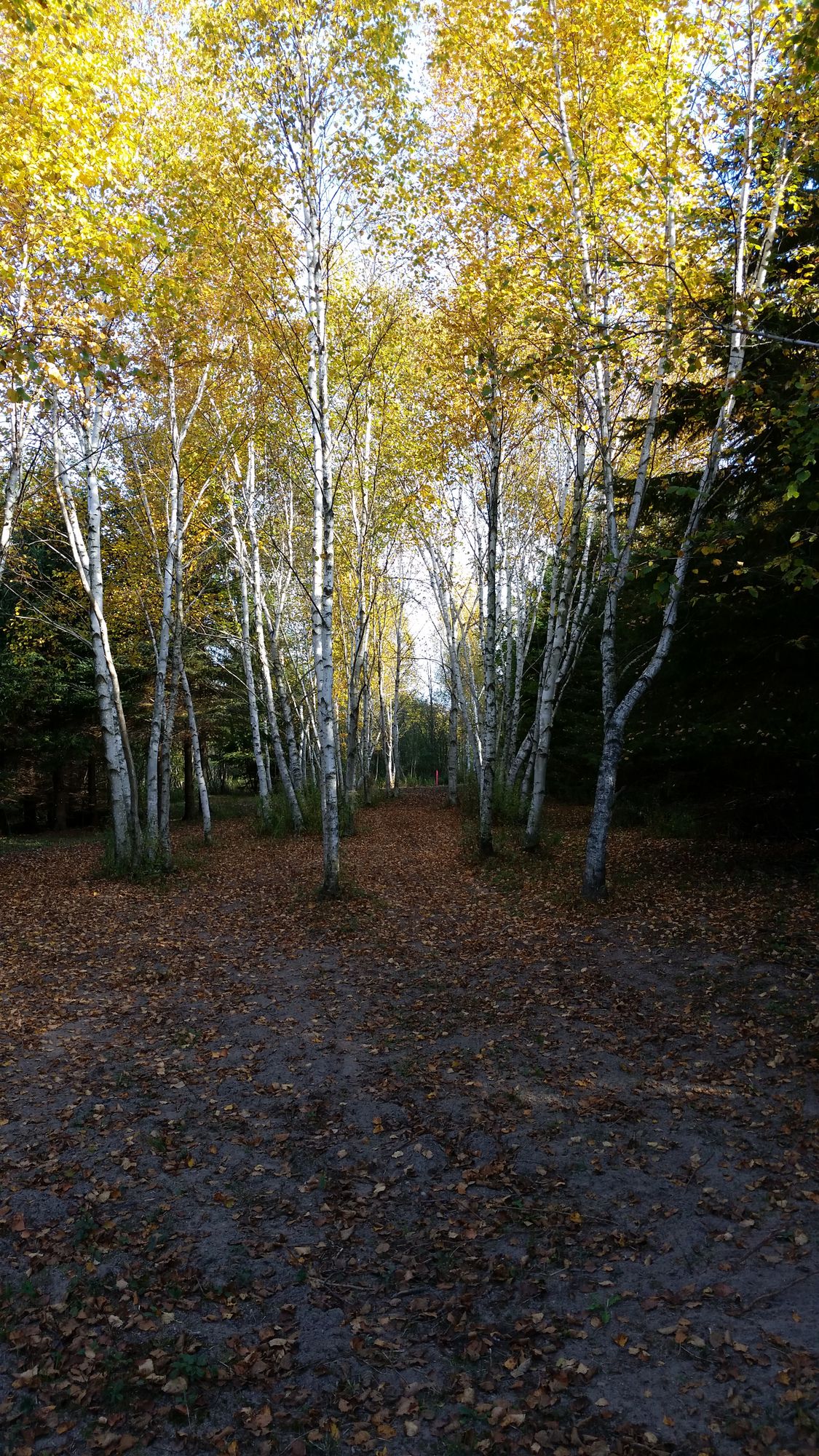 Hole 11