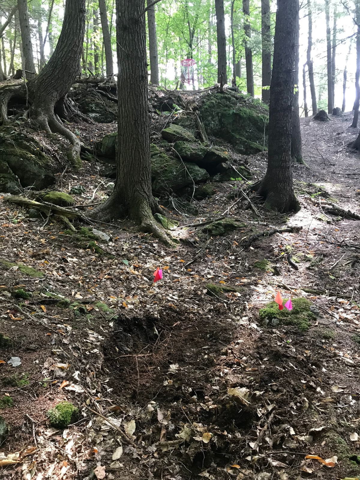 Looking at the basket from the drop zone on hole 17.