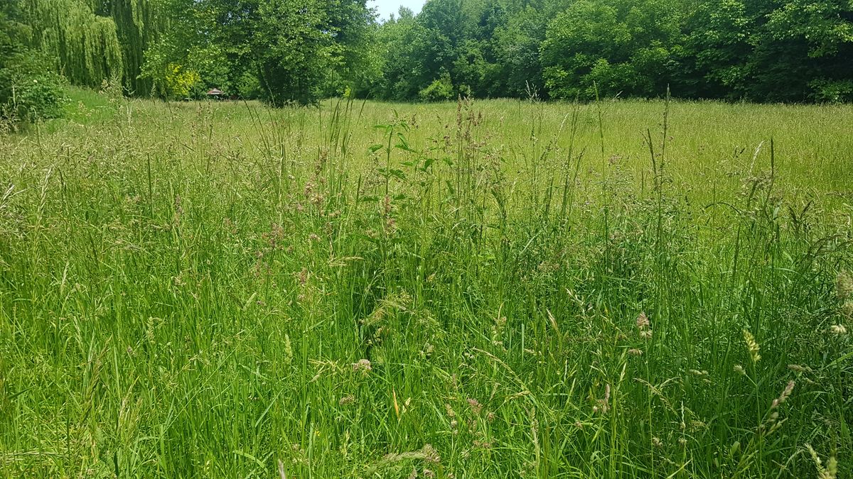 tall and itchy grass