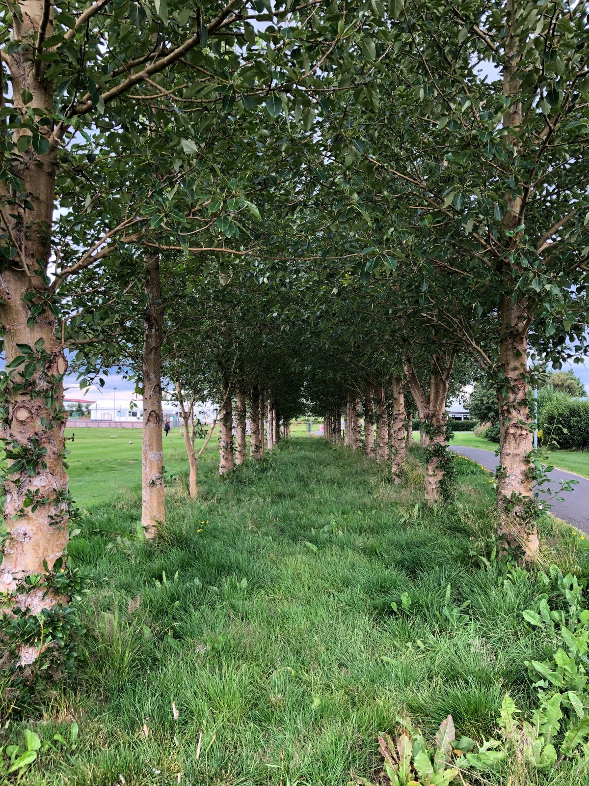 7th hole tunnel shot