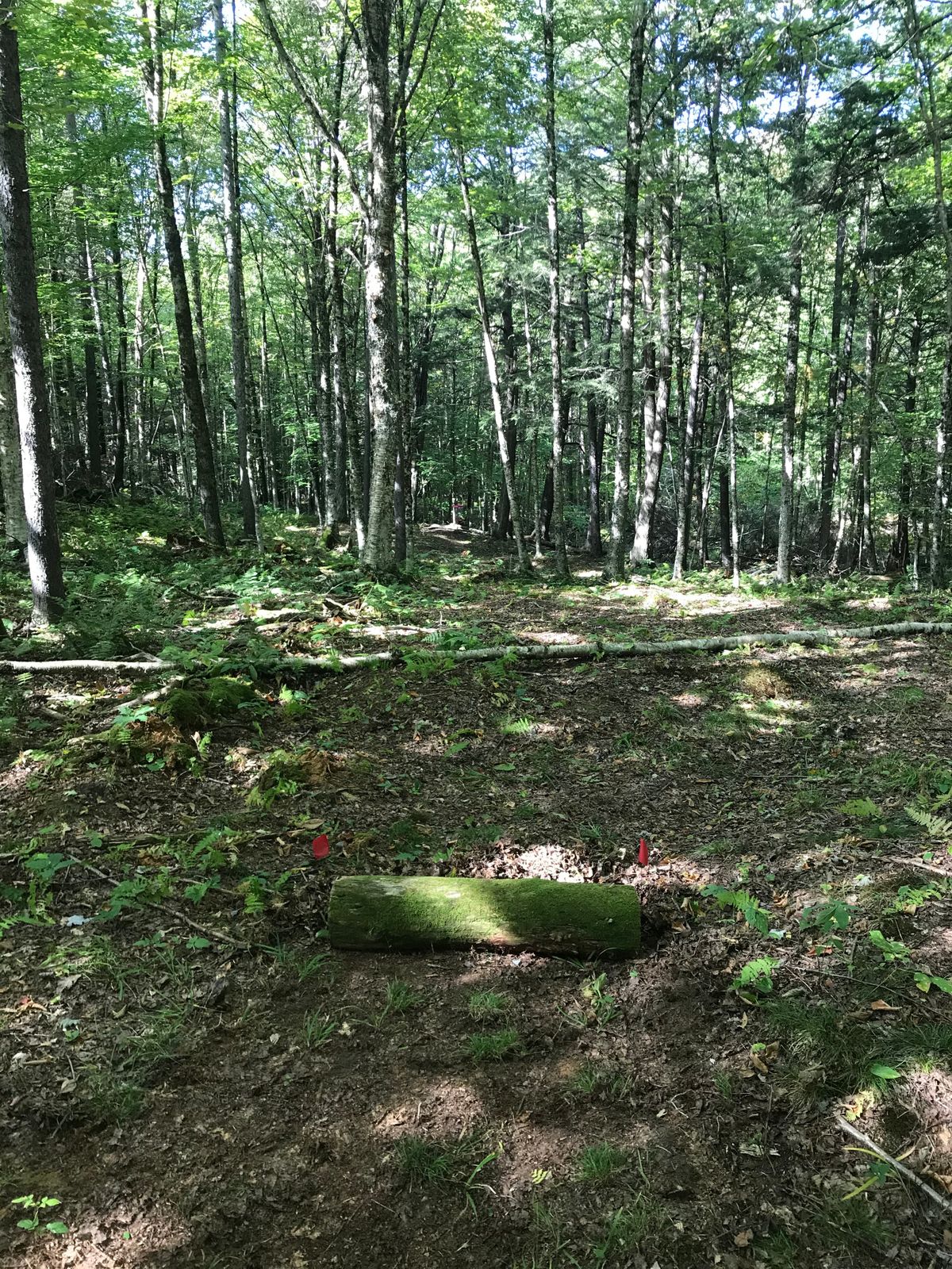 Hole 4, short tee
