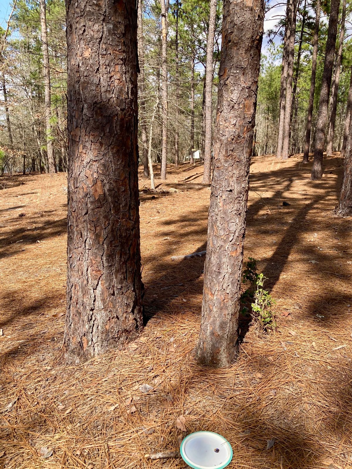 Hole 16