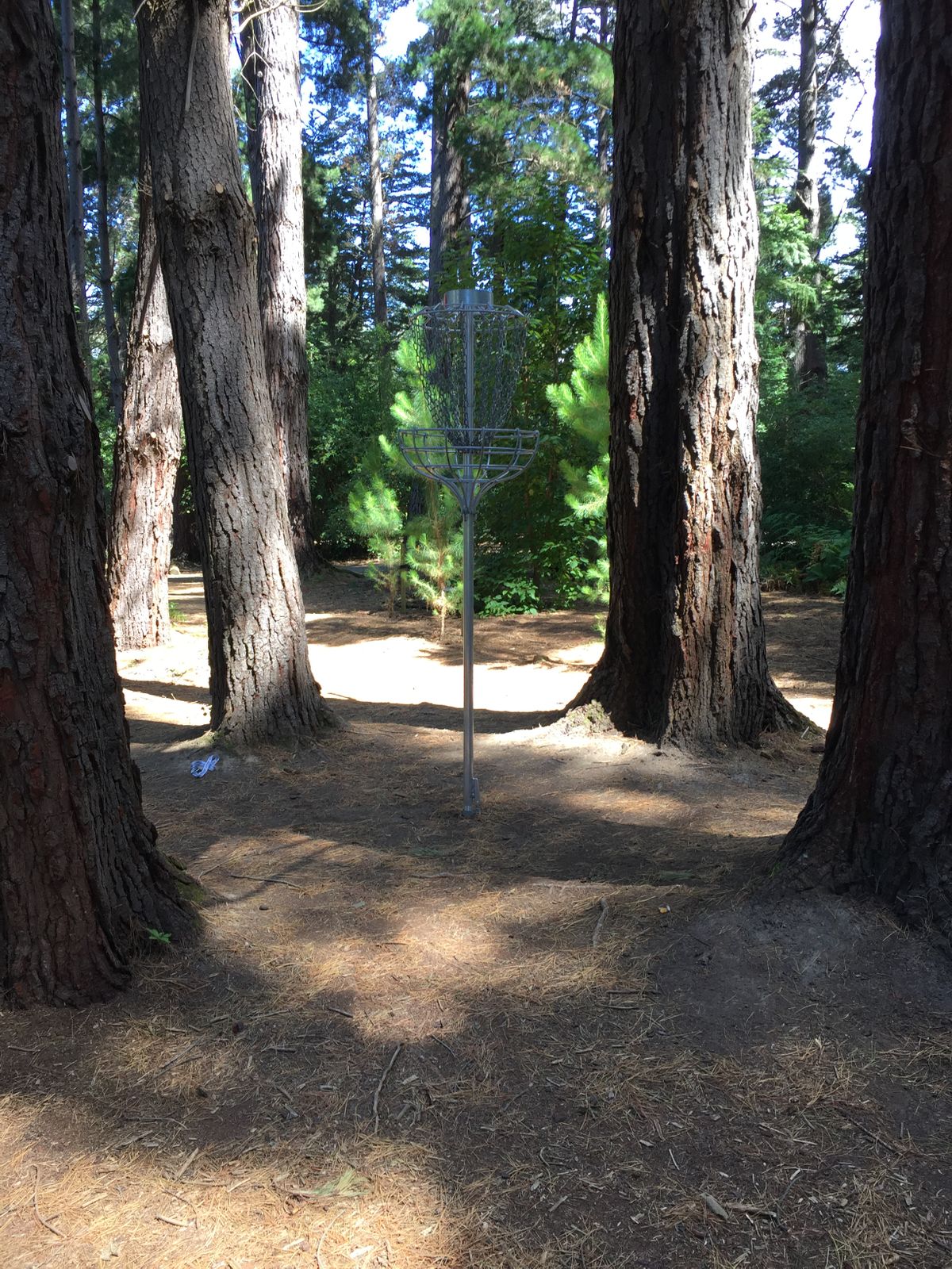 Hole 6 shortest hole changes to a raised basket at times