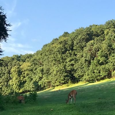 9 deer and 4 turkeys on hole 4!