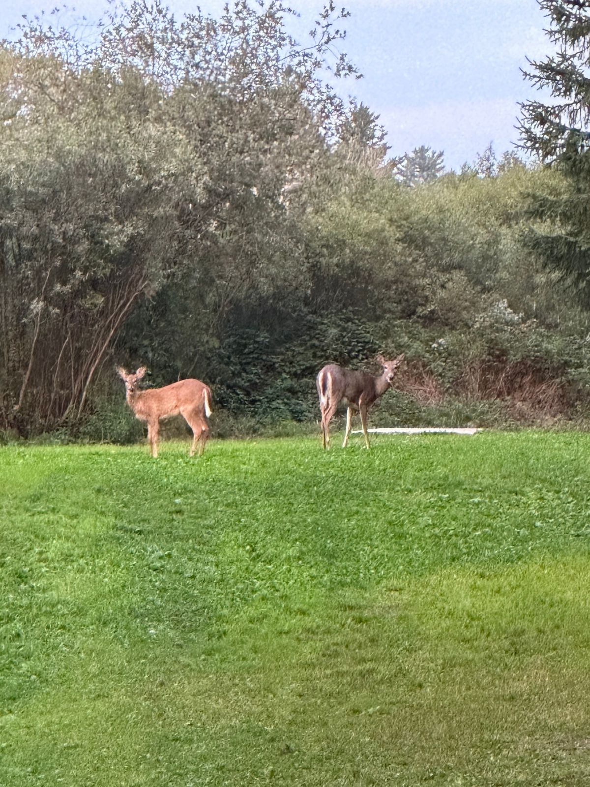 Mom & baby faun on hole 18