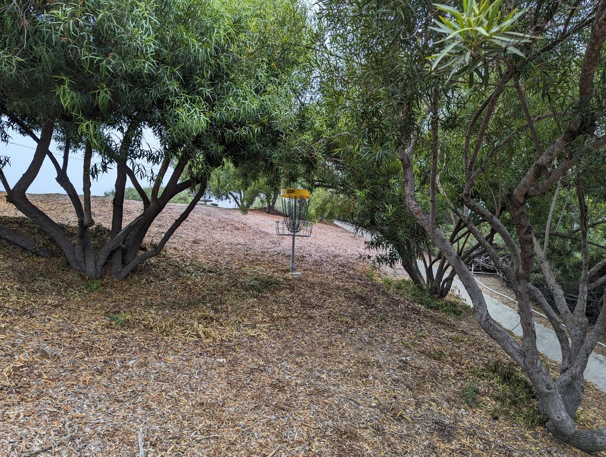 Lots of low hanging trees.