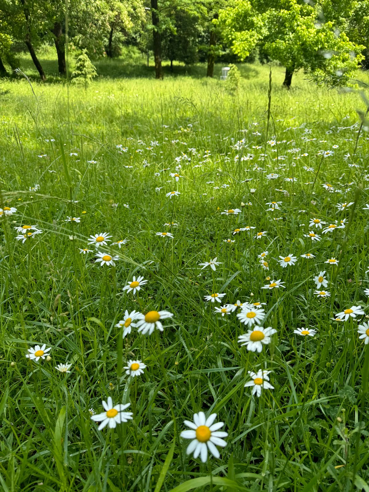 Lots of wildflowers make the holes beautiful.