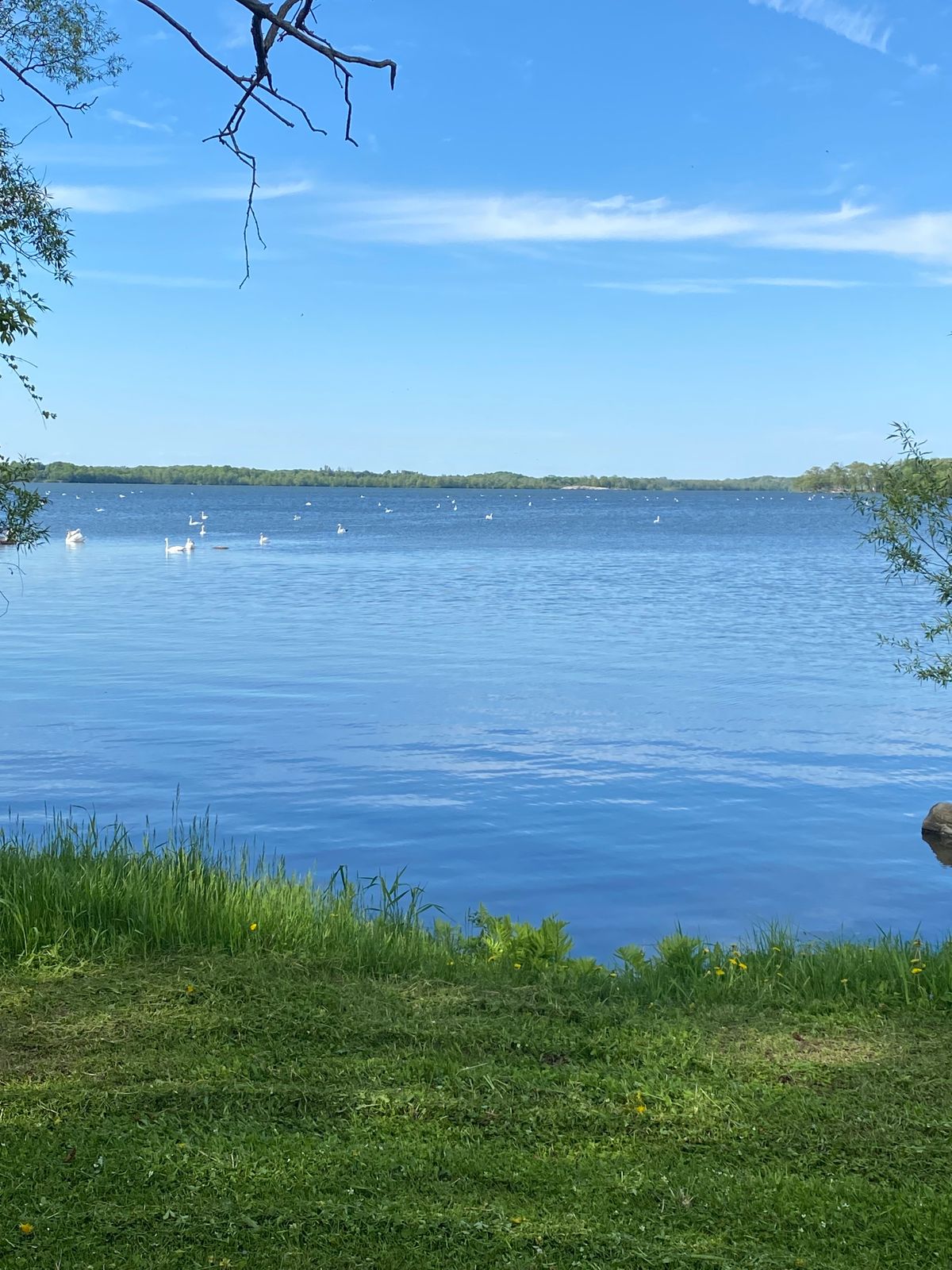 River view of wildlife