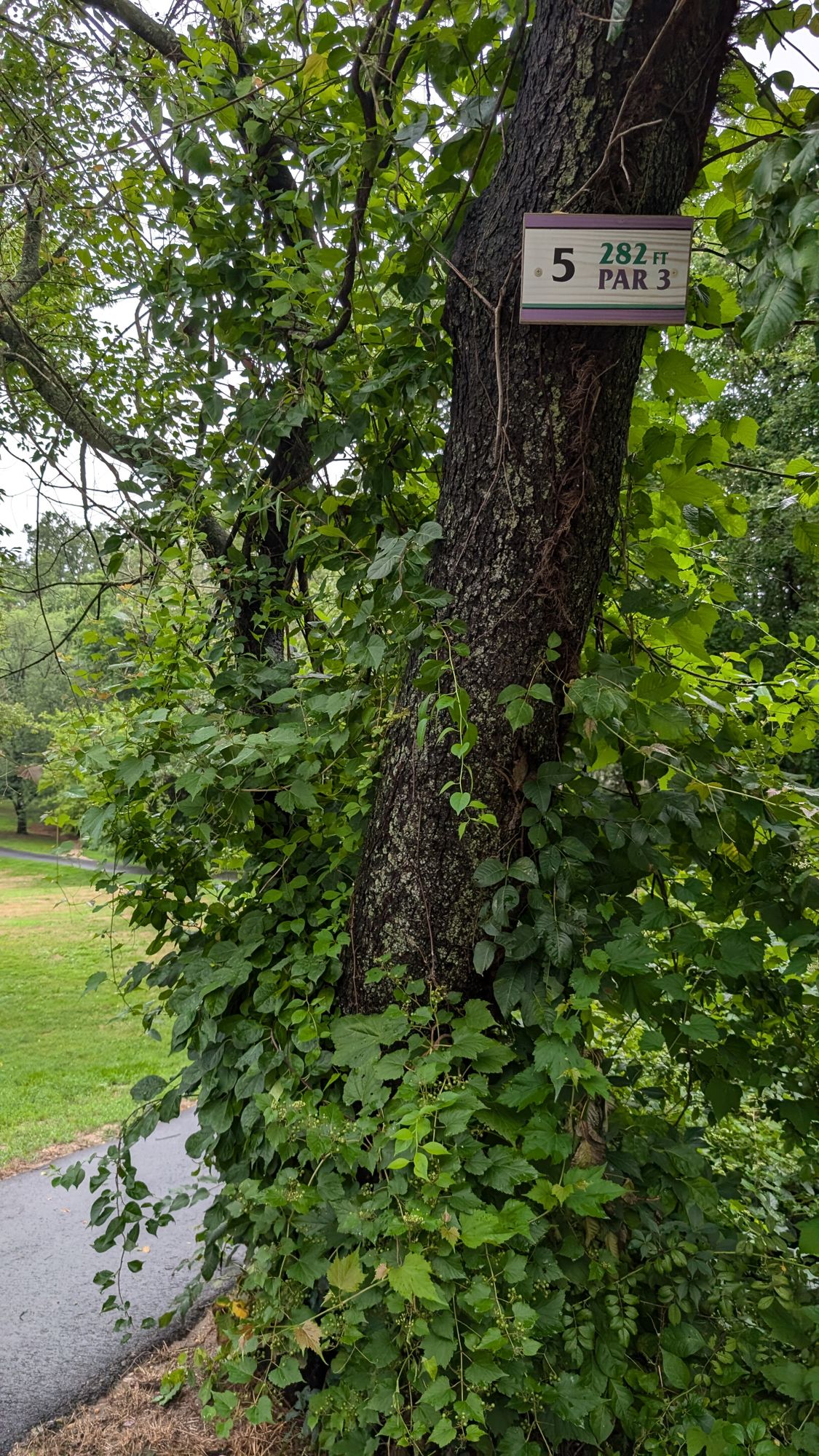 Hole 5 Tee (new sign)