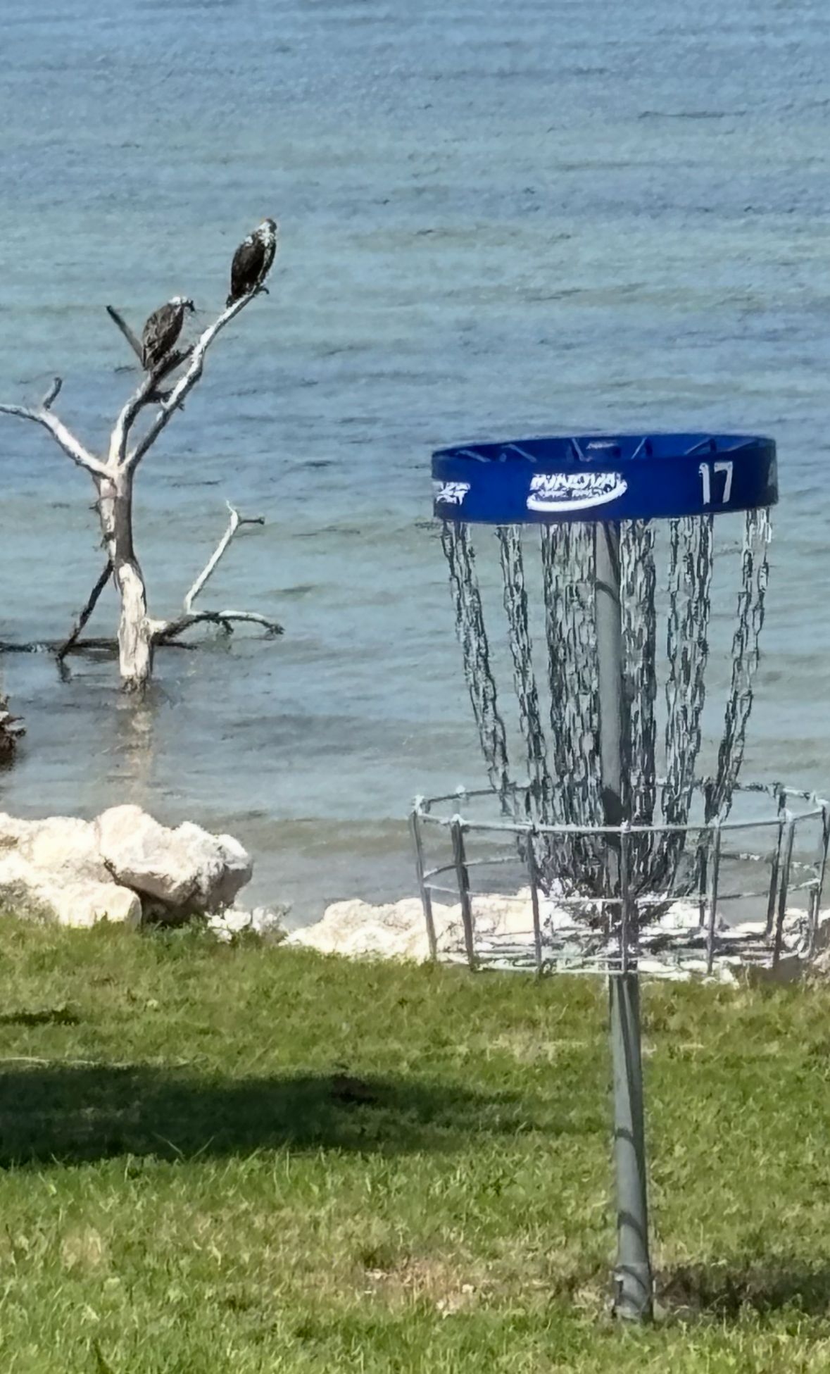 Ospreys waiting for us to putt out
