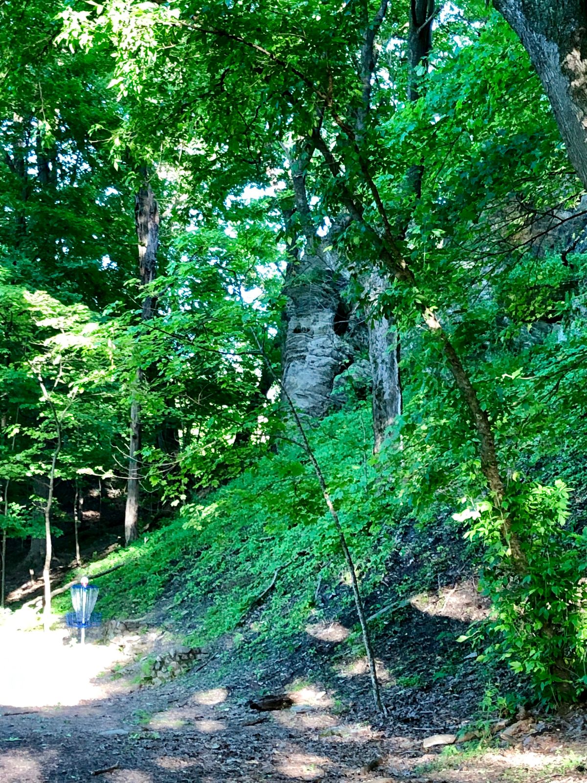 Elephant looking down on #5