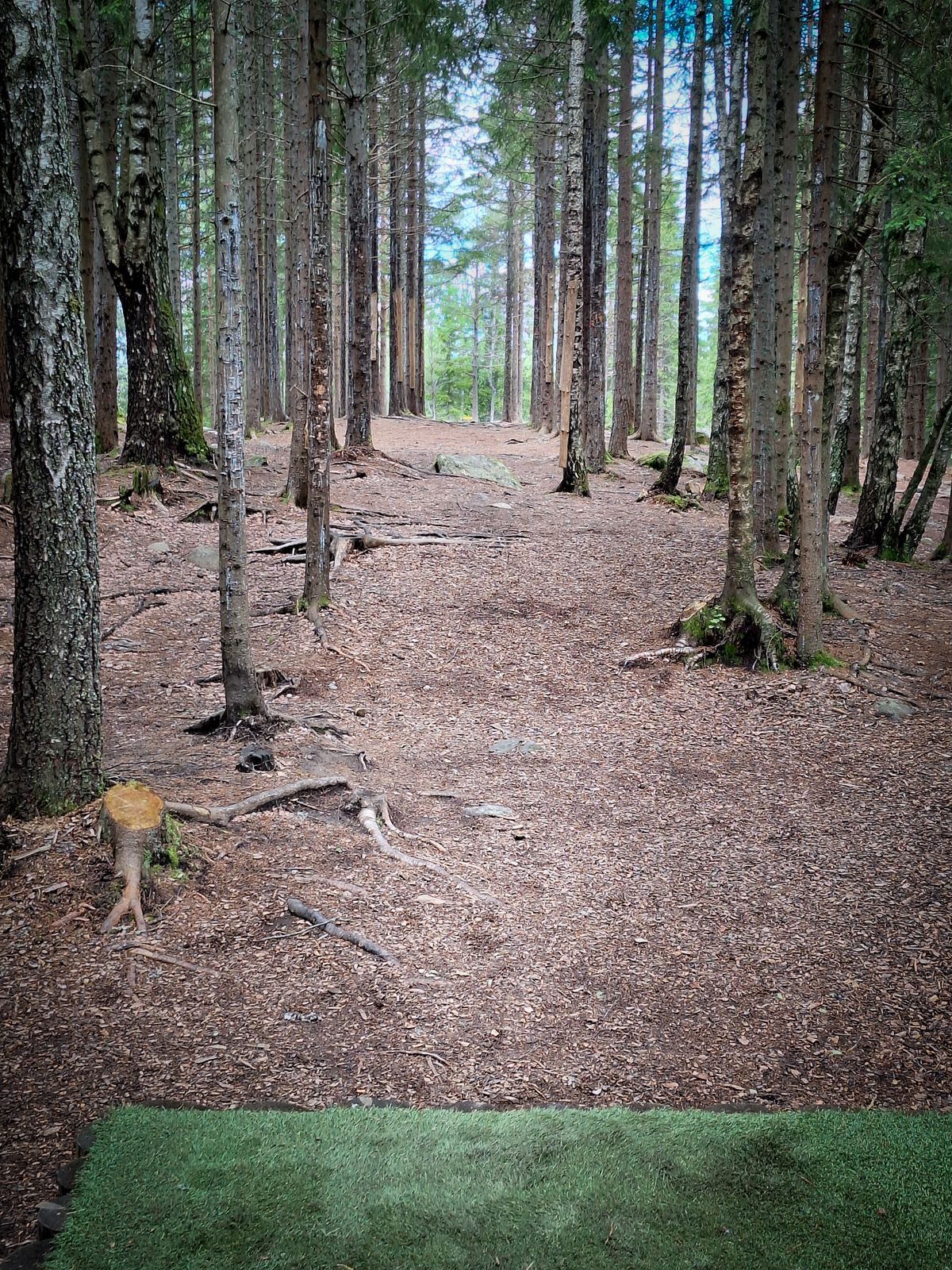 Wooded tunnel shot