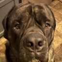 noahbear