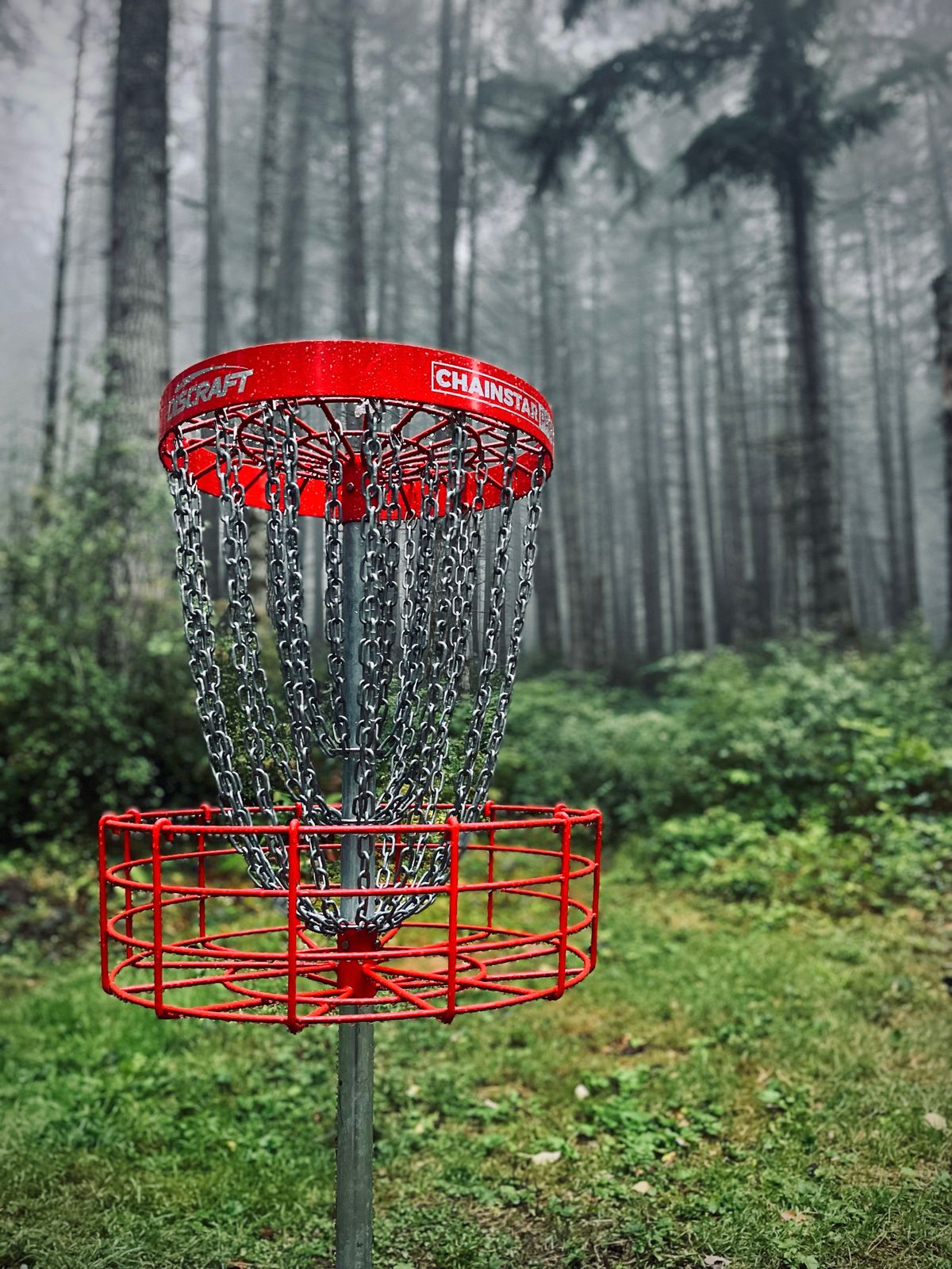Hole #14 basket with endless forest behind