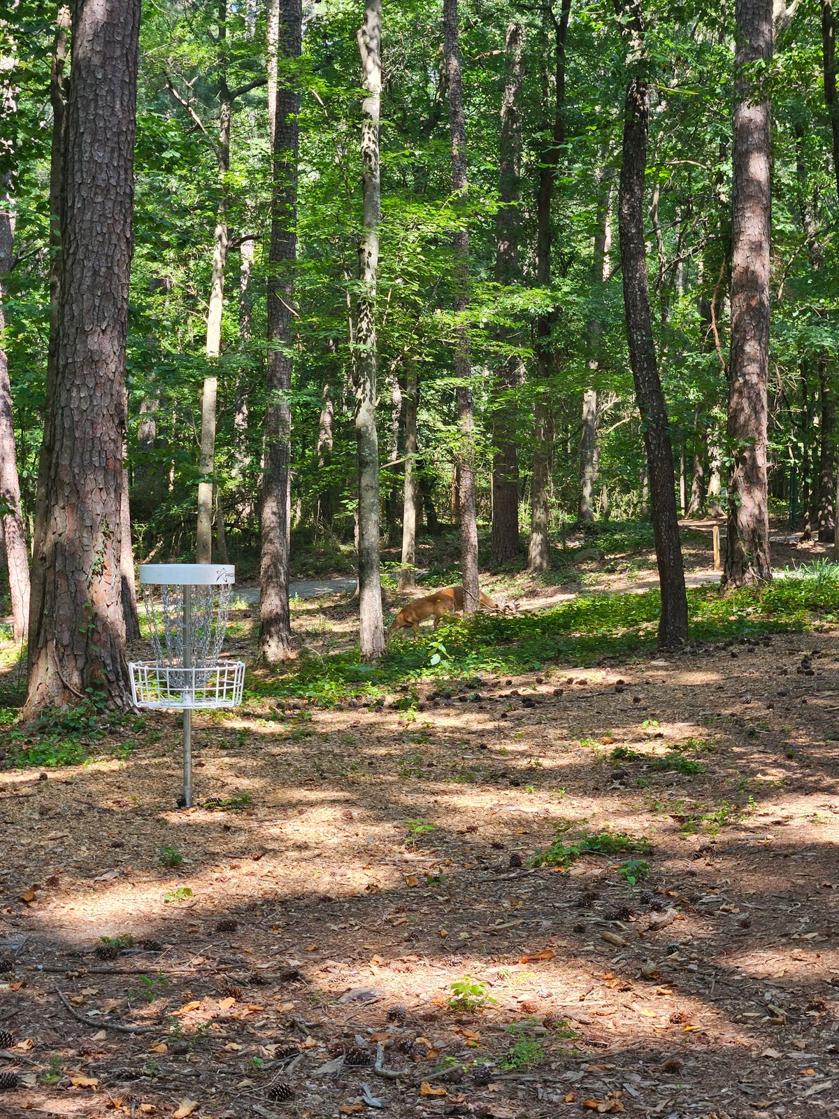 Some local wildlife on hole 11