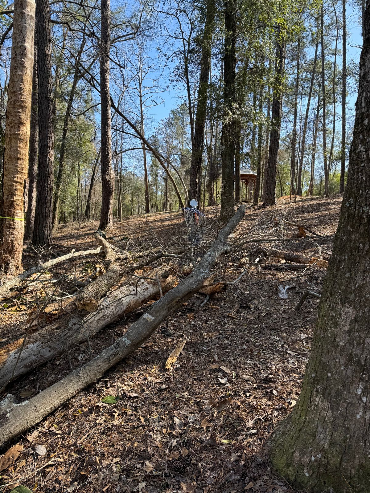 Tree fell on hole 8!