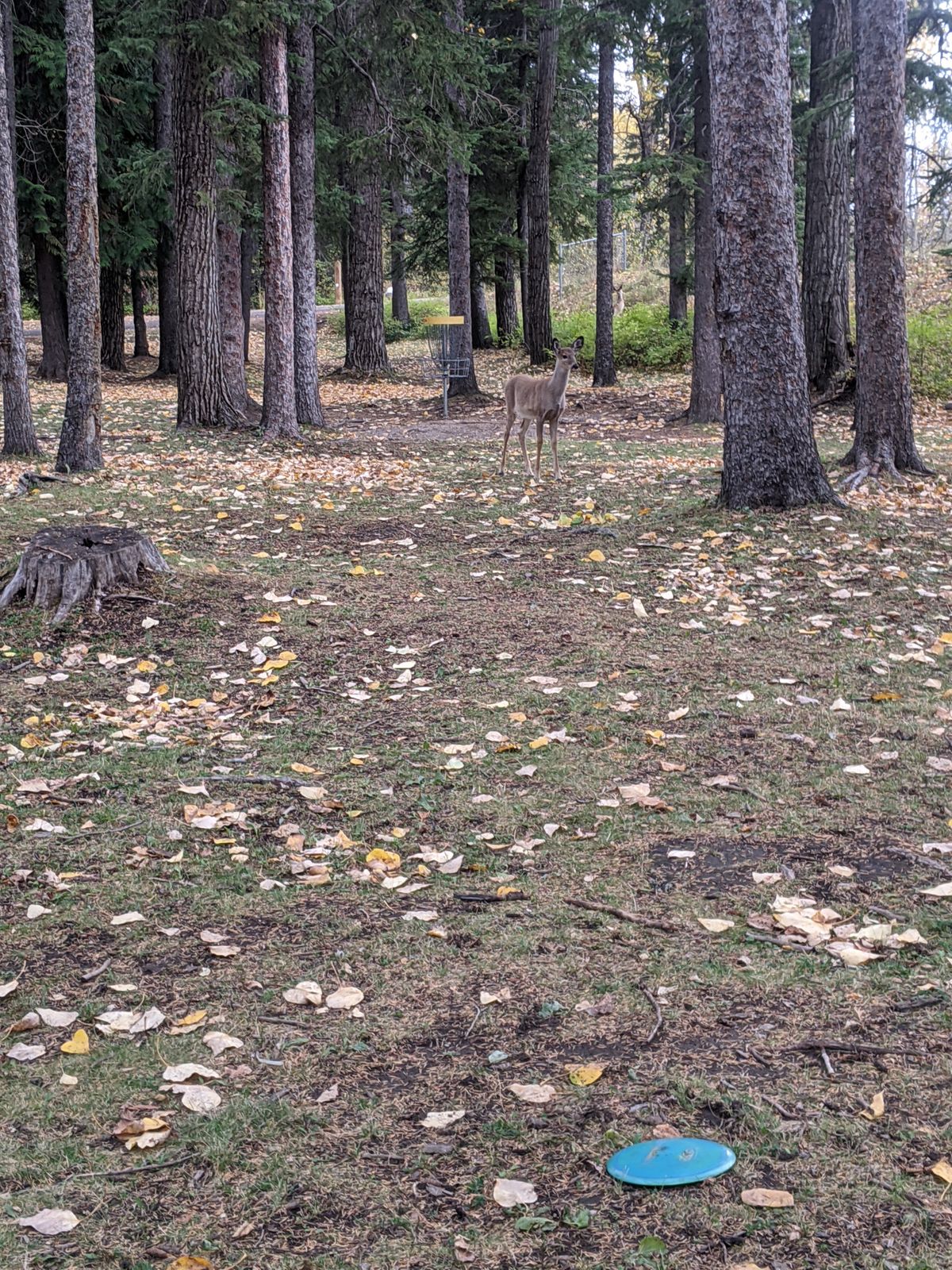 Hole 14 / Sherwood Forest