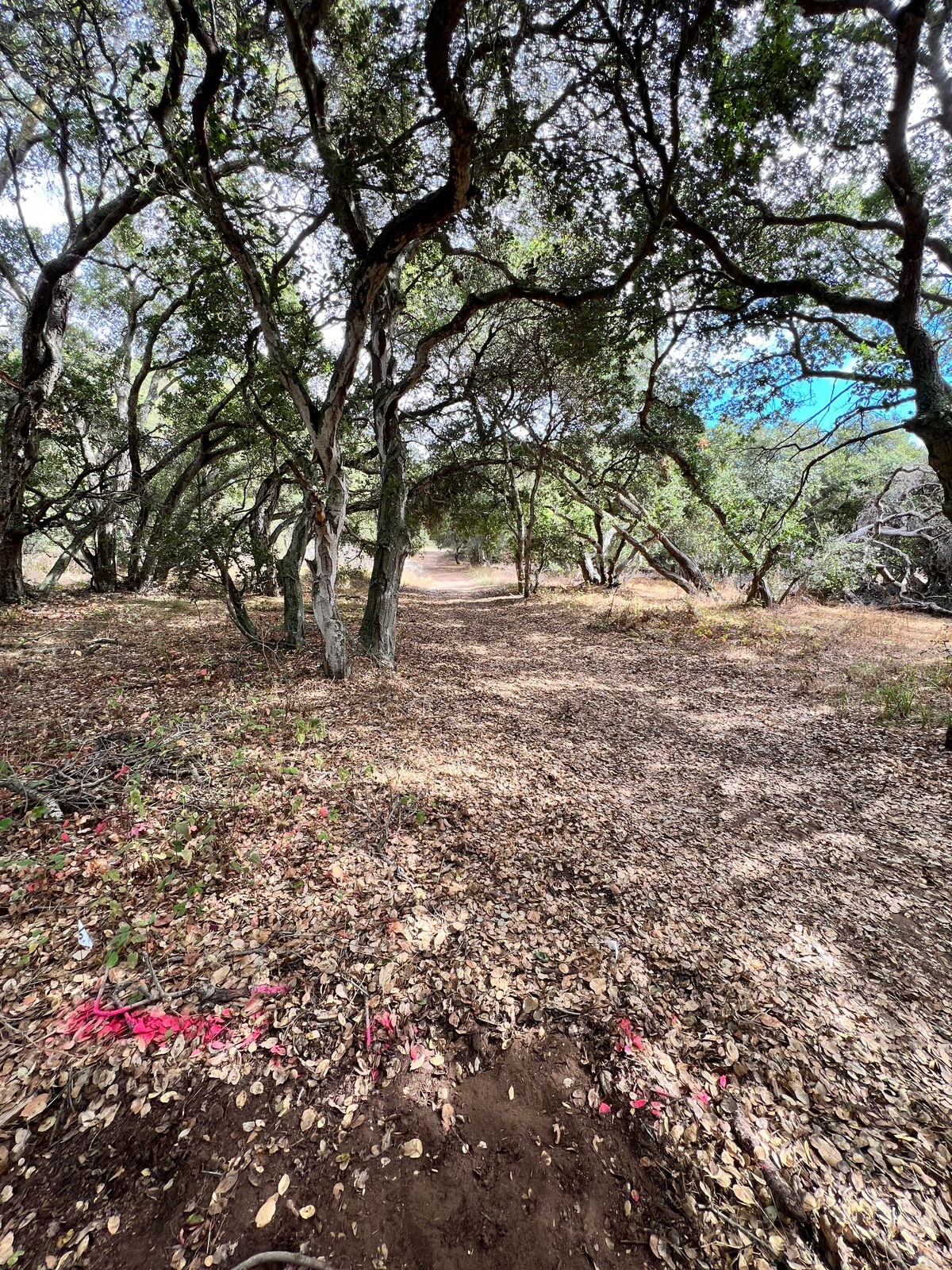 Hole 6 from the tee pad. Straight uphill shot.