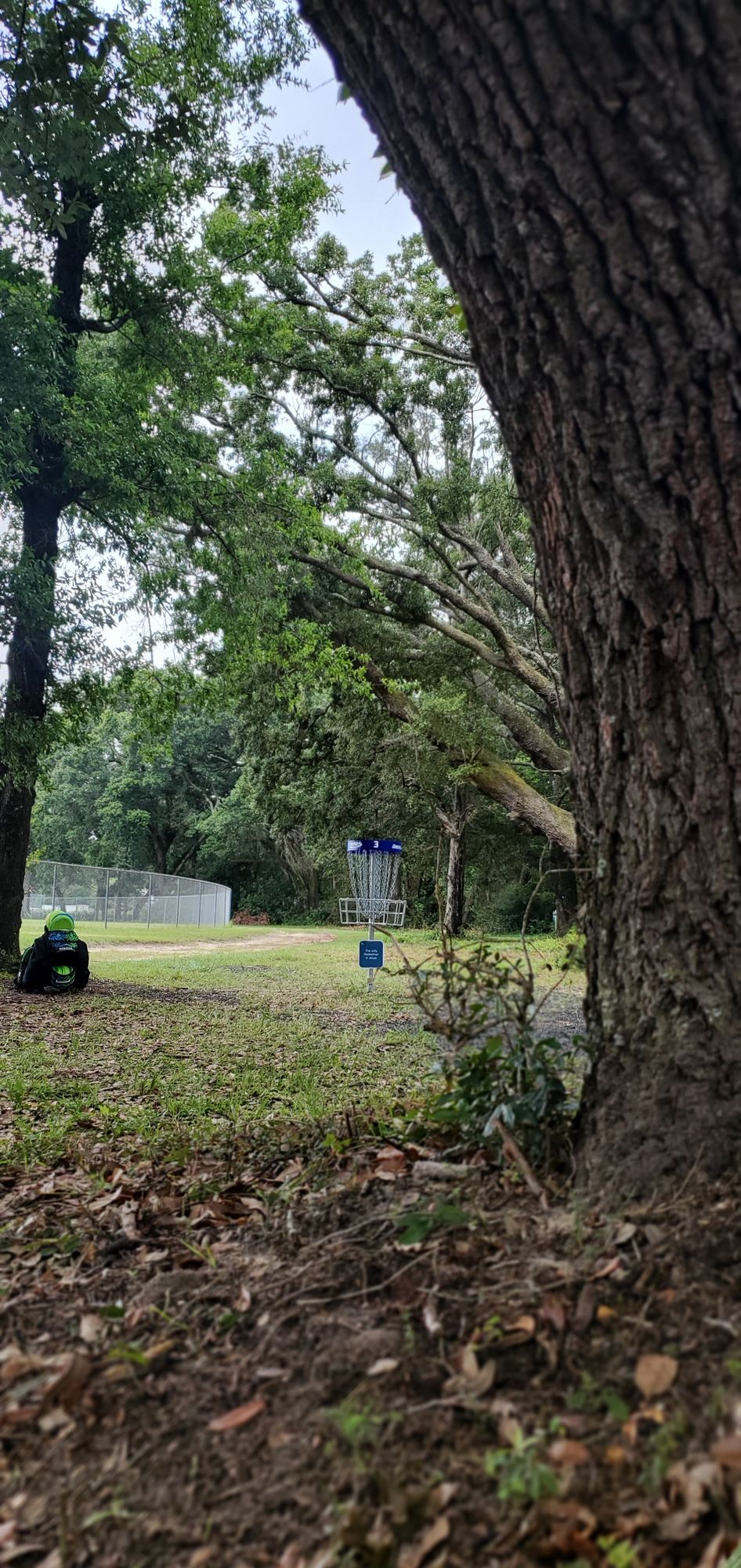 Basket #3 tucked behind a few guardian trees