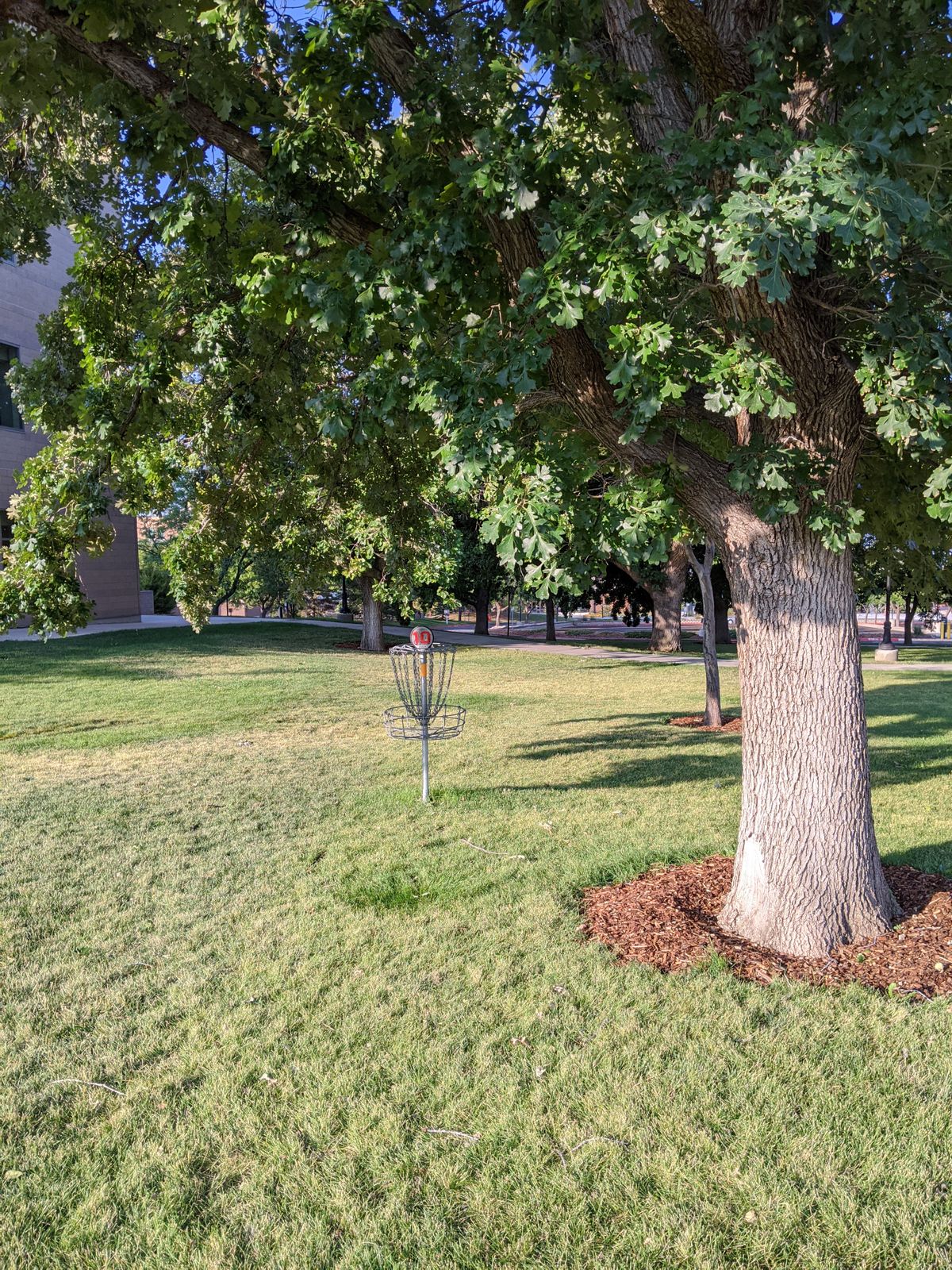 Hole 10 basket under tree.