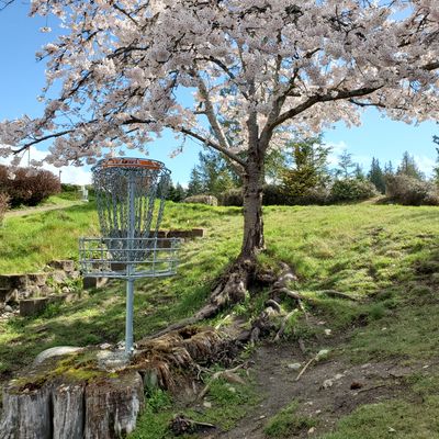 Hole 18 is on a stump right under this cherry tree