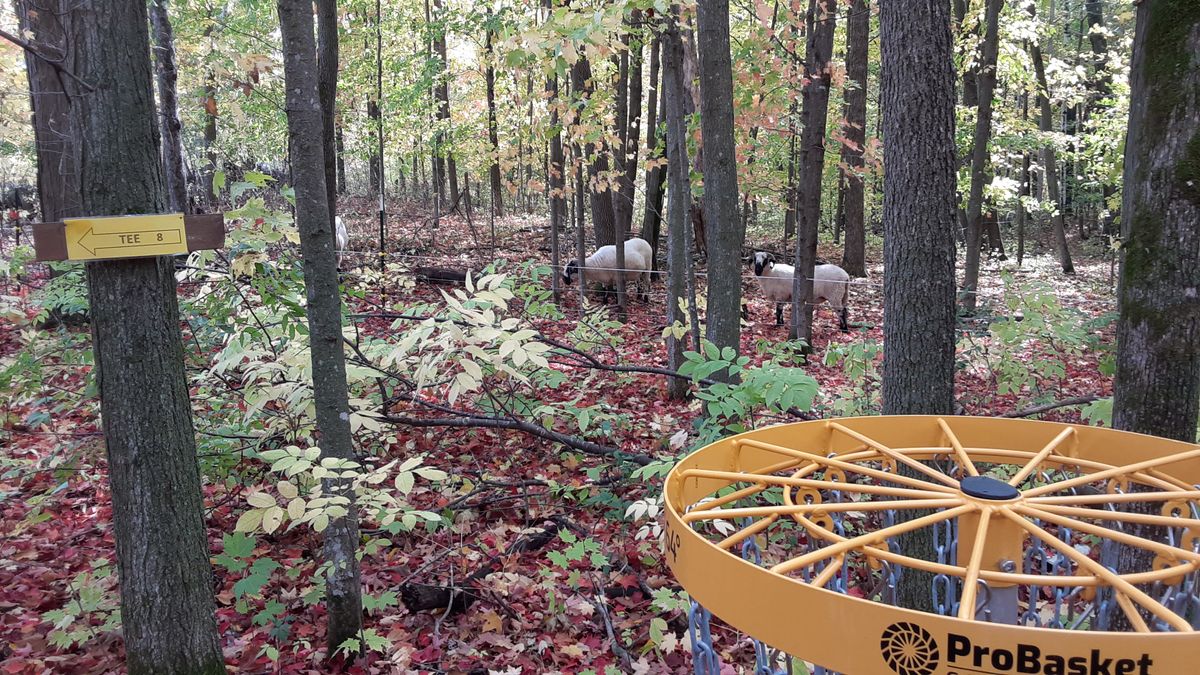 Rams at basket 7.