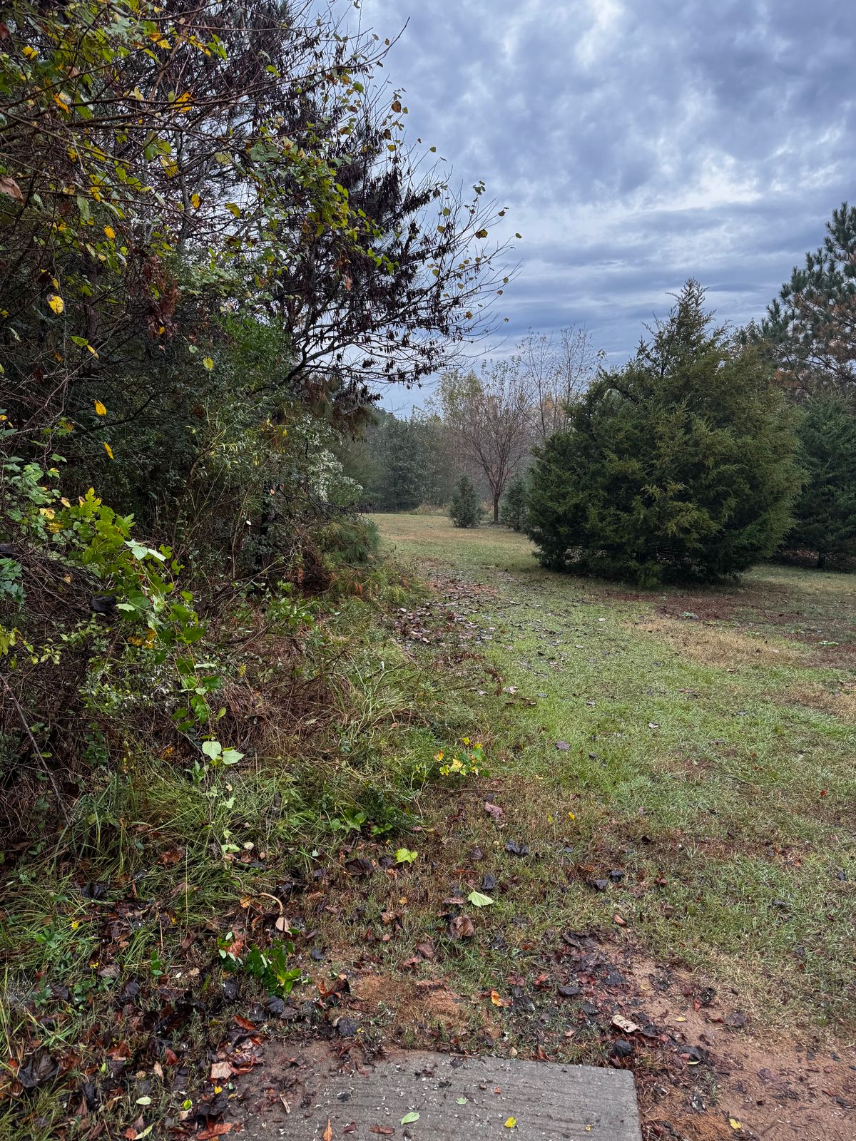 Hole 1 cut back, more to come.