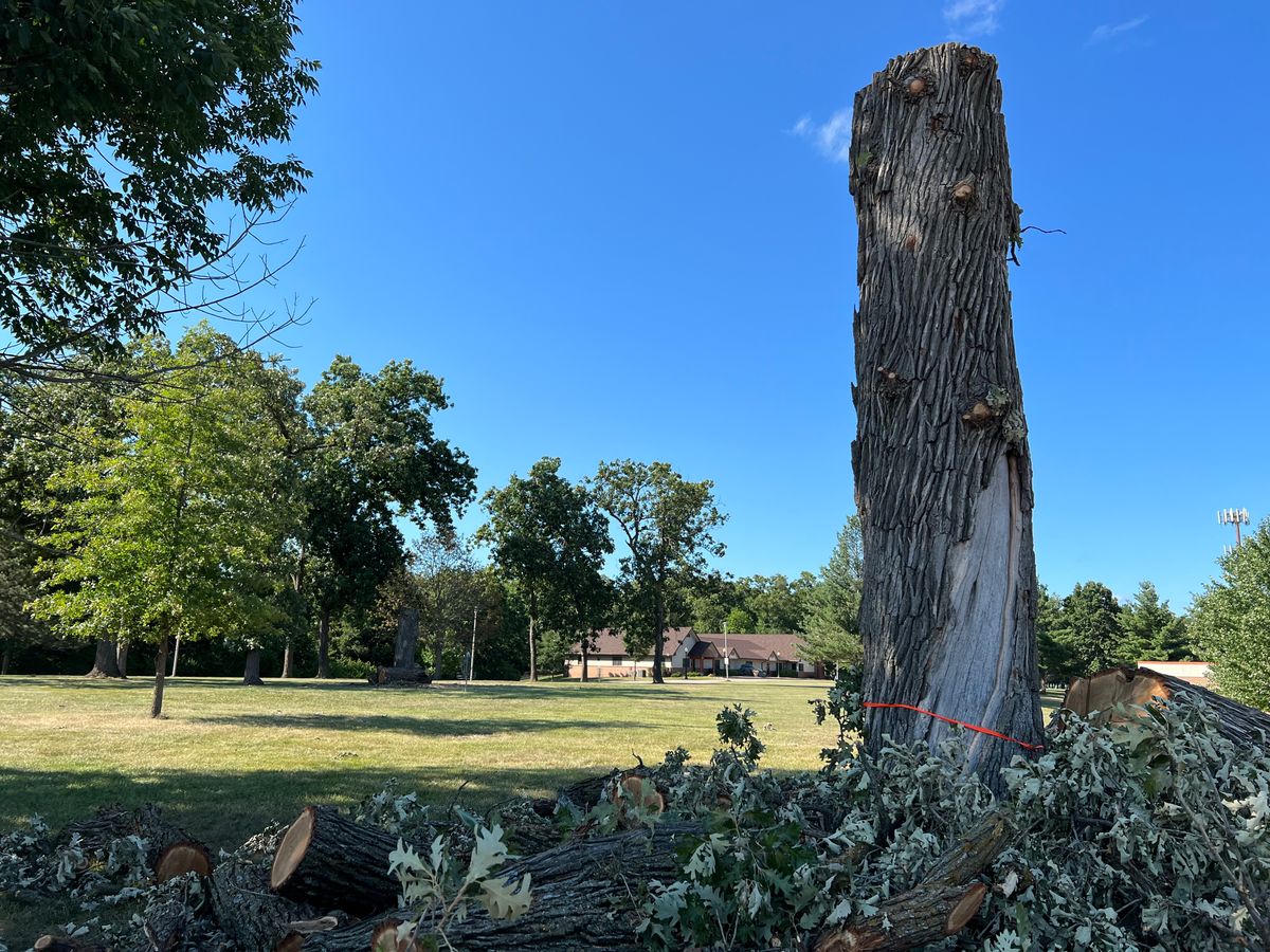 Dead trees removed on hole 18.