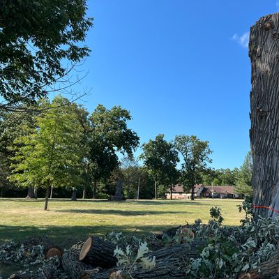 Dead trees removed on hole 18.