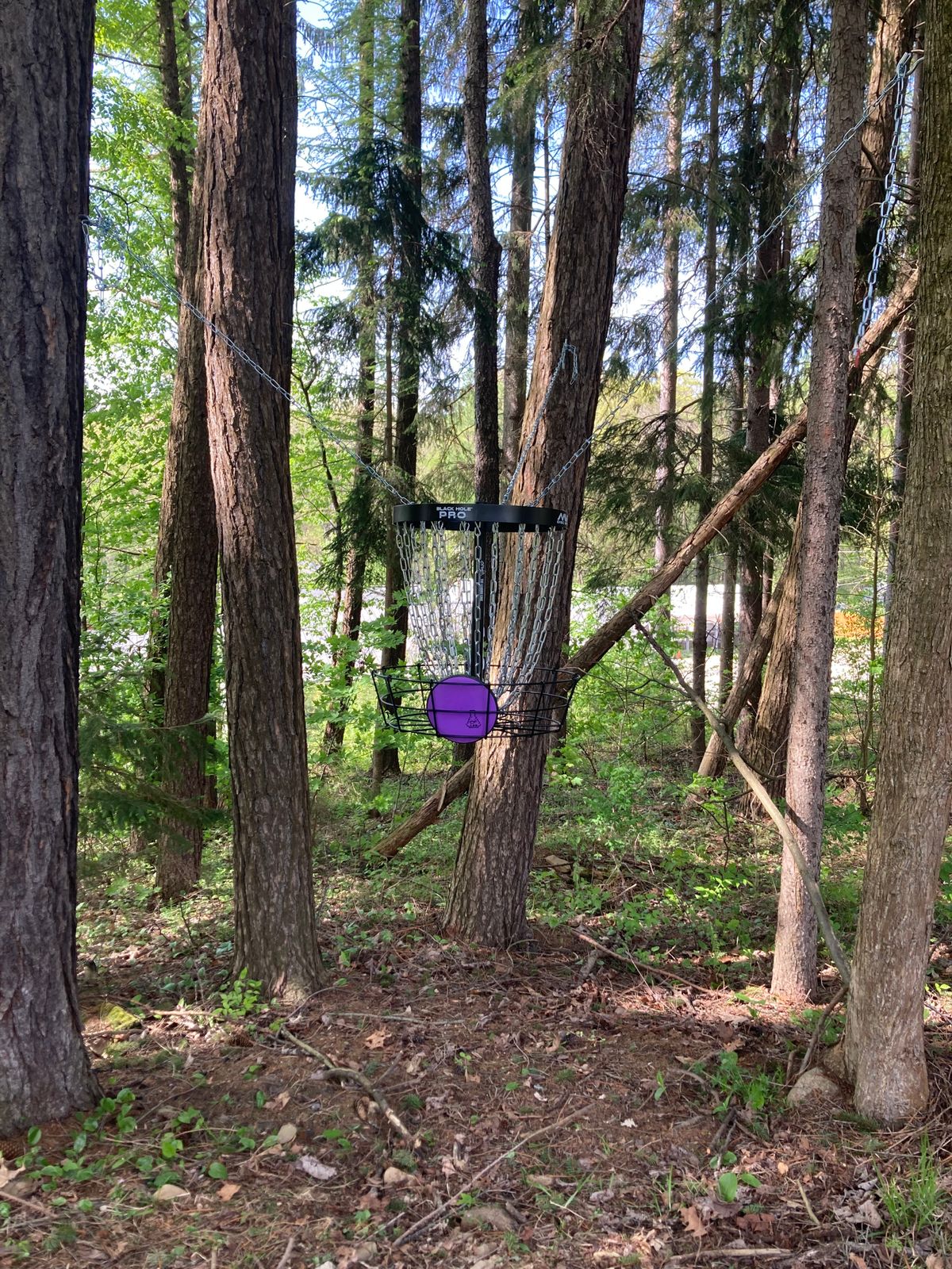 The hanging basket on Hole 9