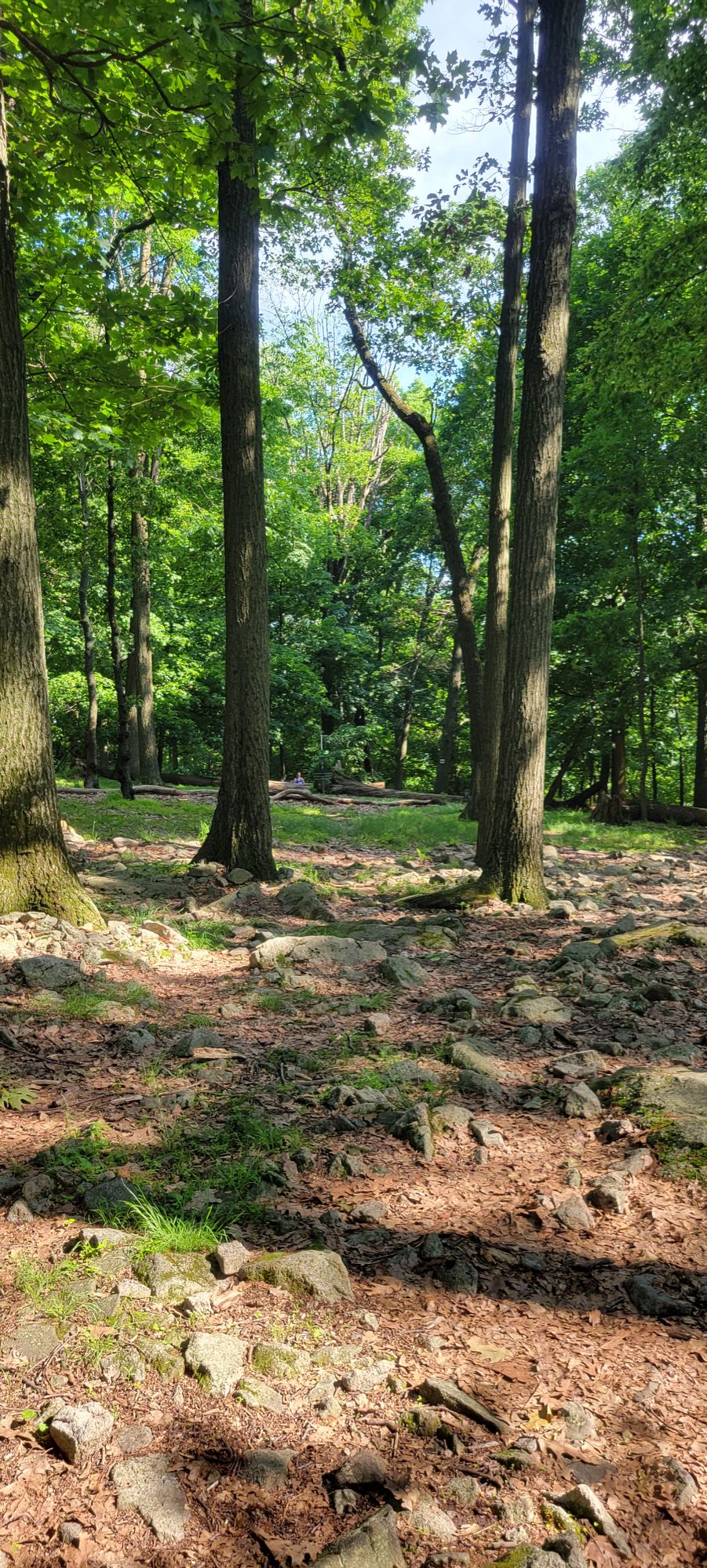 Hole 2 fairway from white tee to basket.