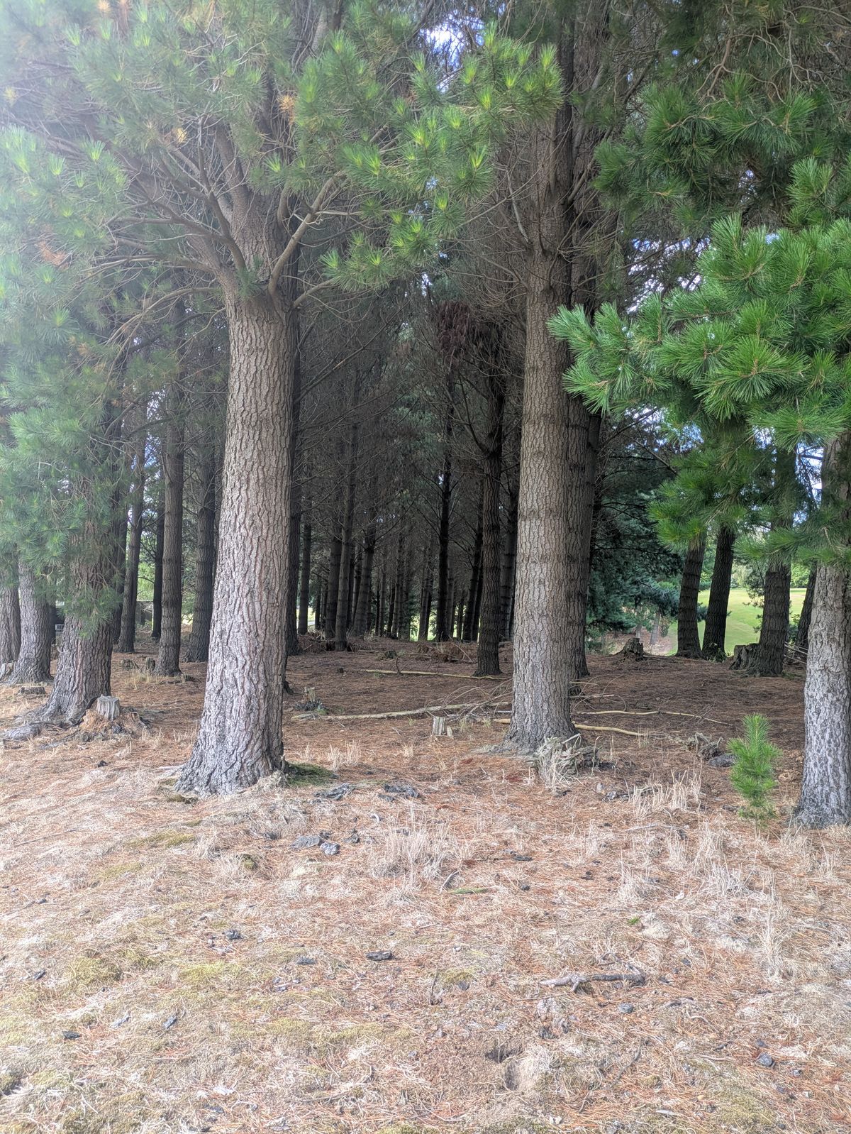 Signature Wooded Hole: Downhill tunnel shot with a slight bend right.