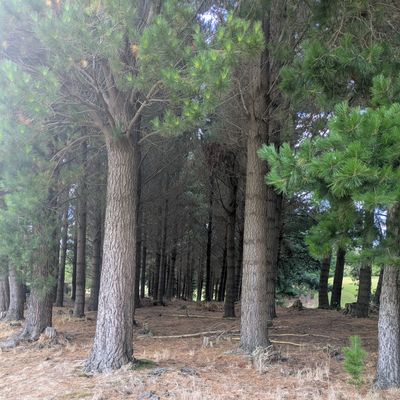 Signature Wooded Hole: Downhill tunnel shot with a slight bend right.