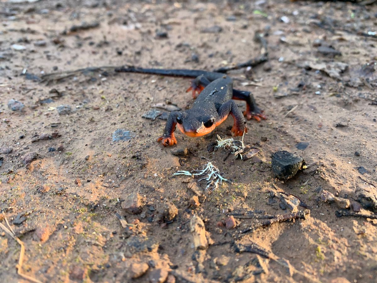 Watch for newts