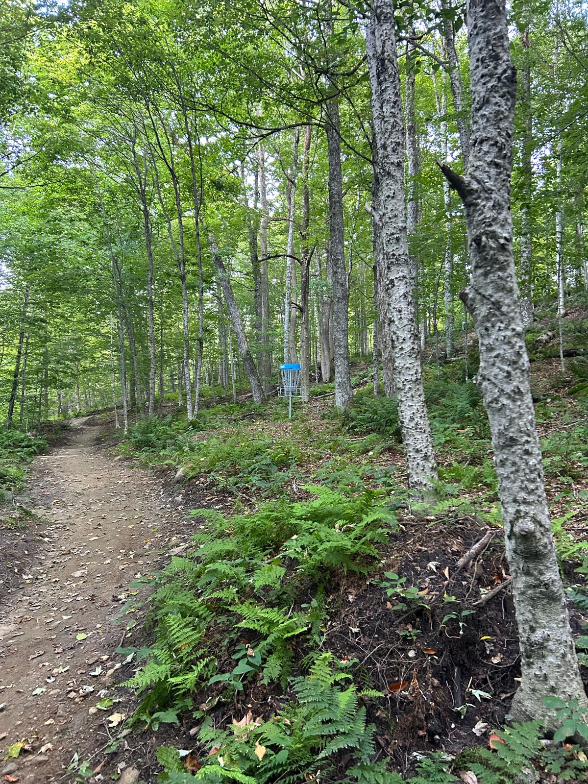 Hole 8 basket