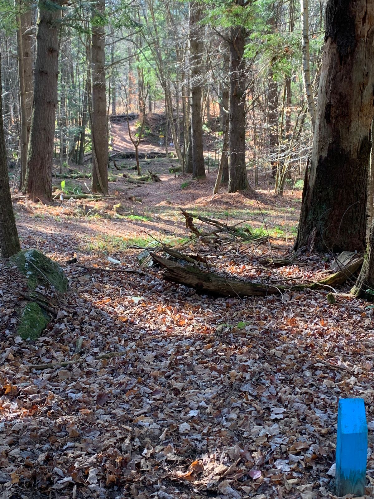 Hole 5 Tee
