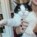 nellsi