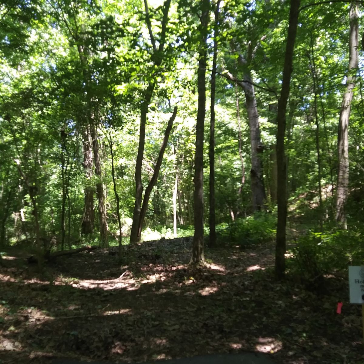 Hole 15's Tee pad.