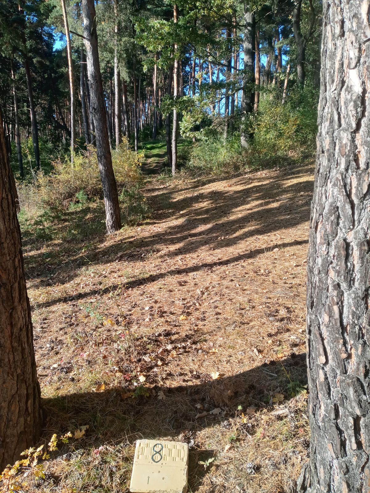 Hole 8 Tee