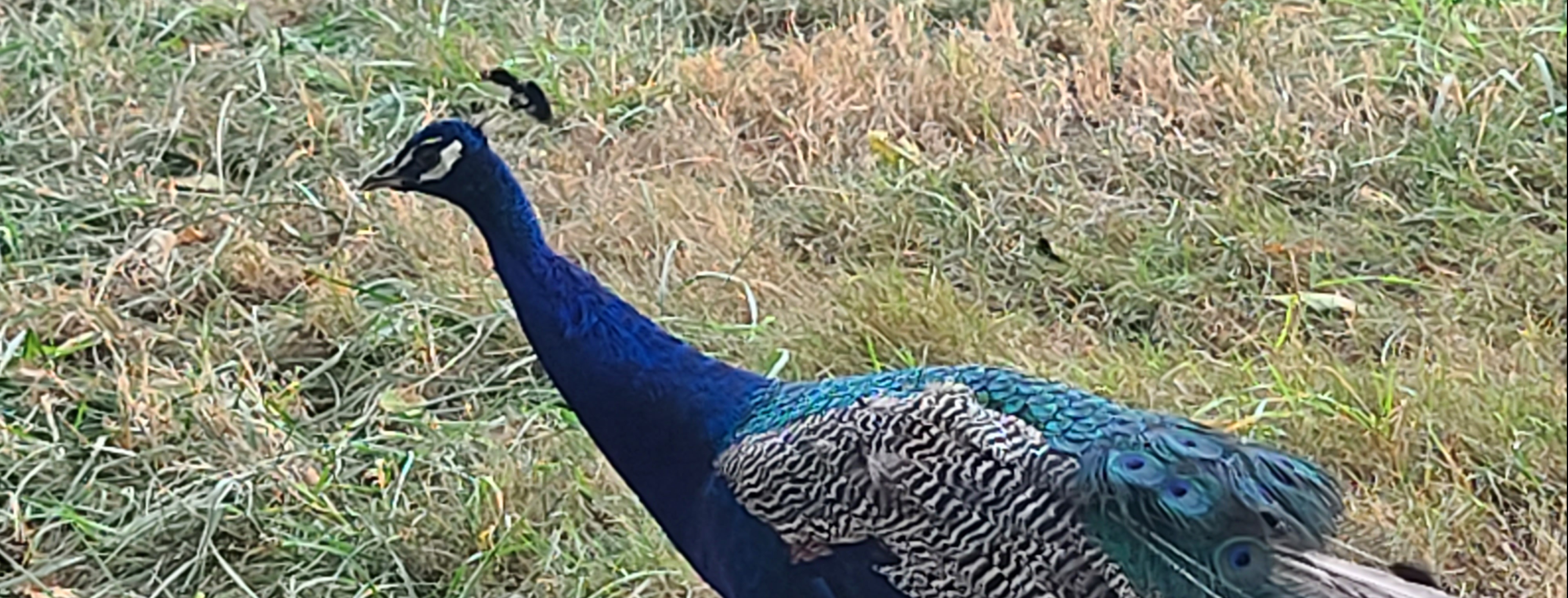 Hornings W's - A case of the Mondays....