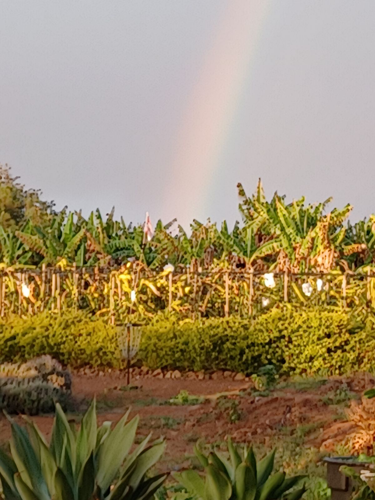 Aloha Friday rainbow