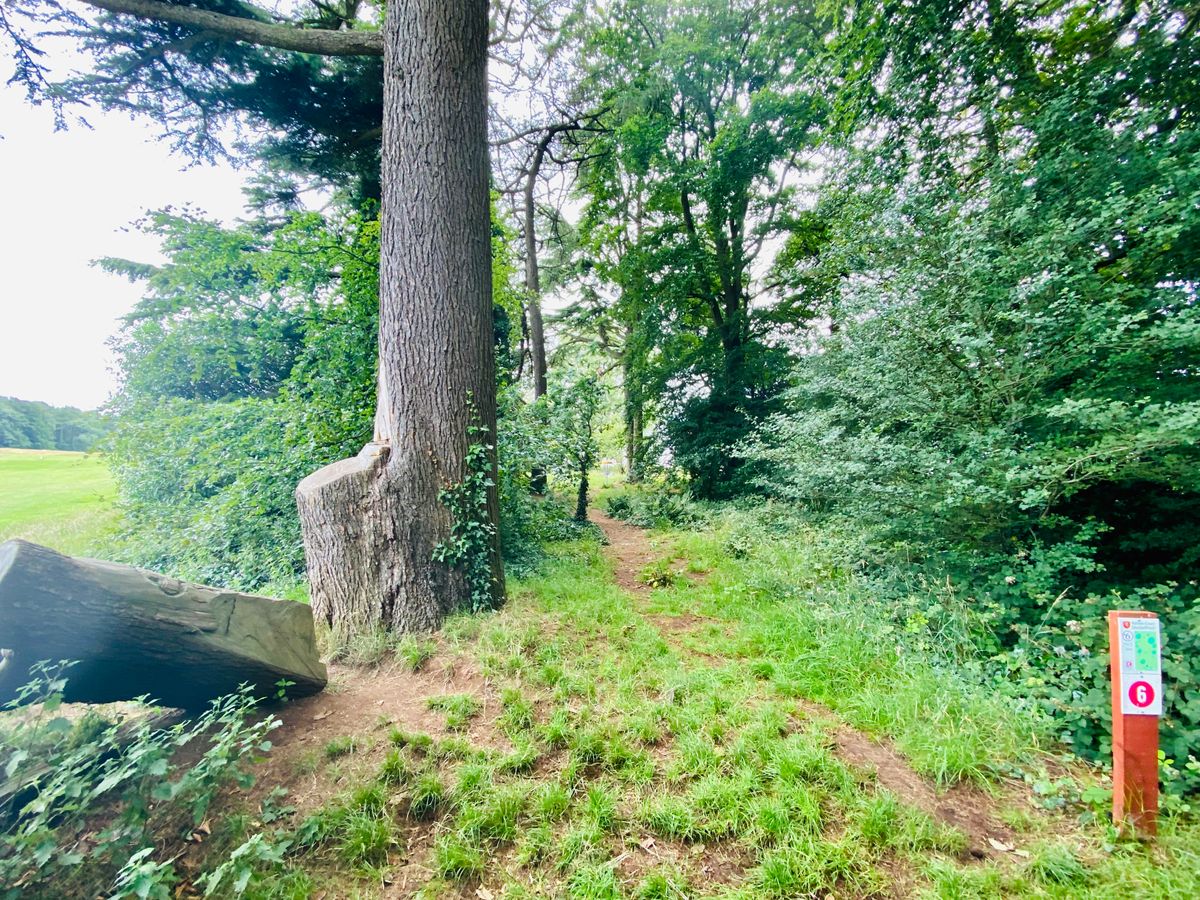 Hole 5 and 6 are just on the edge of the woods.