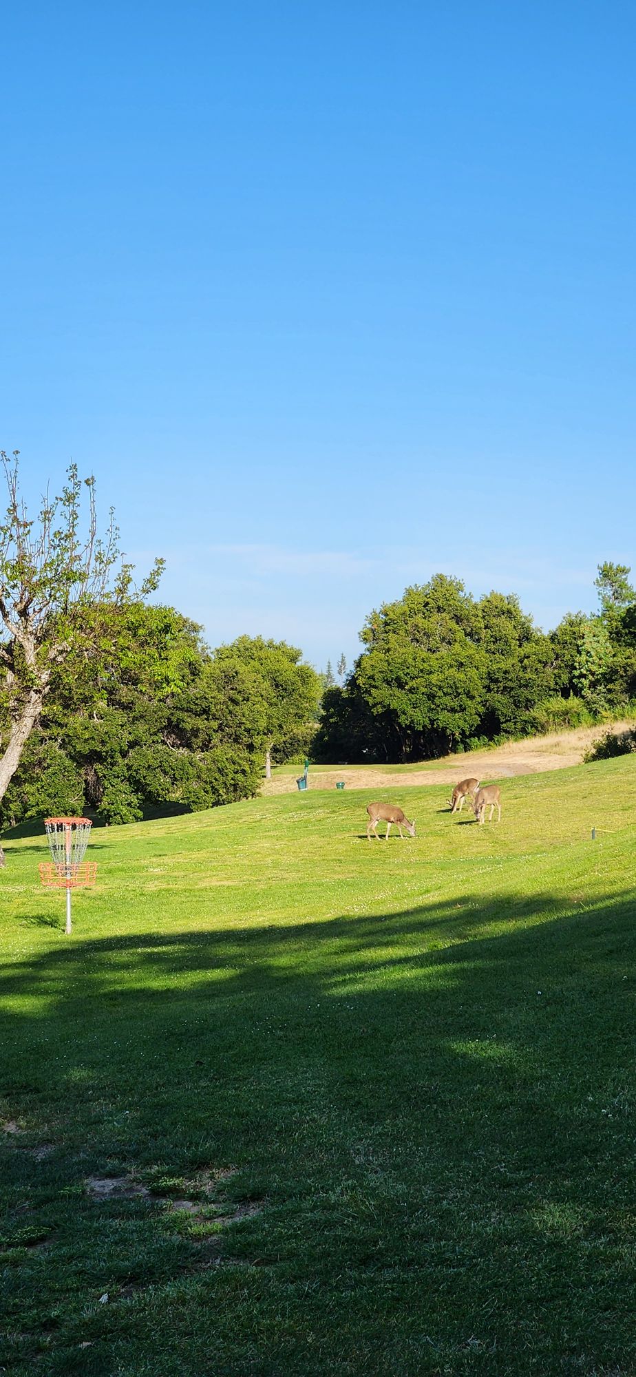The local deer make an appearance on hole 2