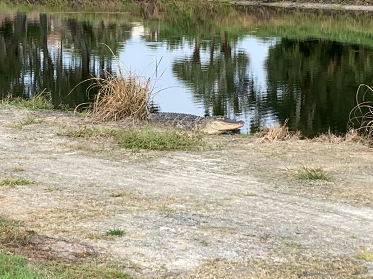 Lost a disc in the water, figured he could keep it...