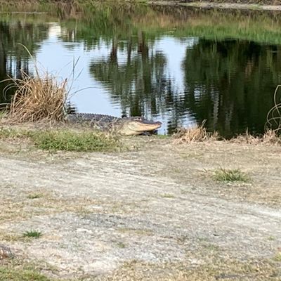 Lost a disc in the water, figured he could keep it...